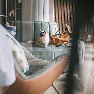 Hauskatze vom Hotel Enzian in der Lobby